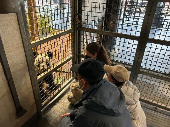 「丫丫」をチェックする北京動(dòng)物園とメンフィス動(dòng)物園の職員(4月11日撮影)。