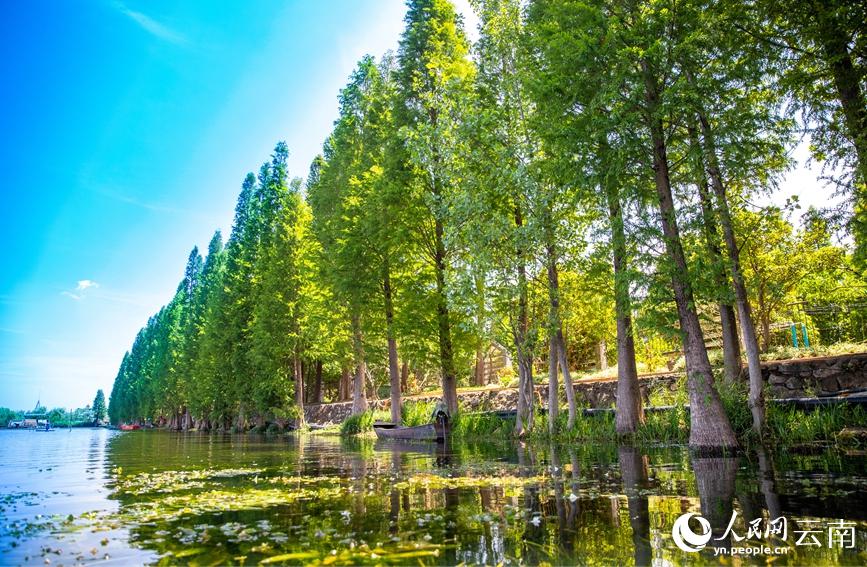 滇池の湖面に花開(kāi)く「海菜花」　雲(yún)南省