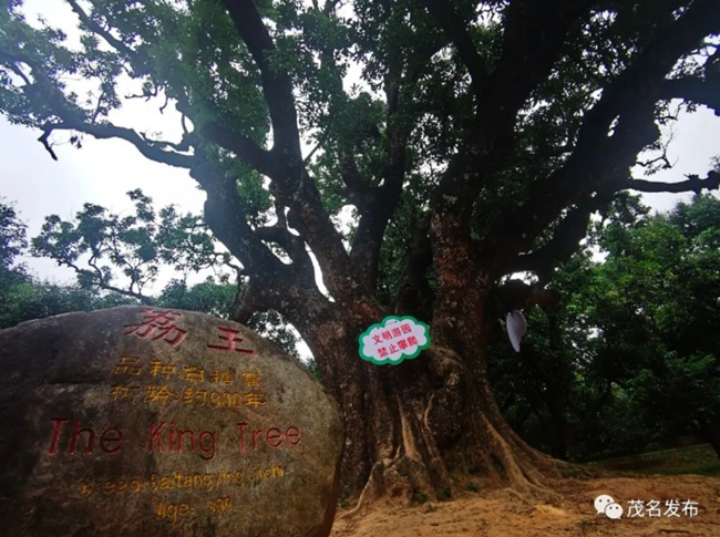   樹齢約800年のライチの木。