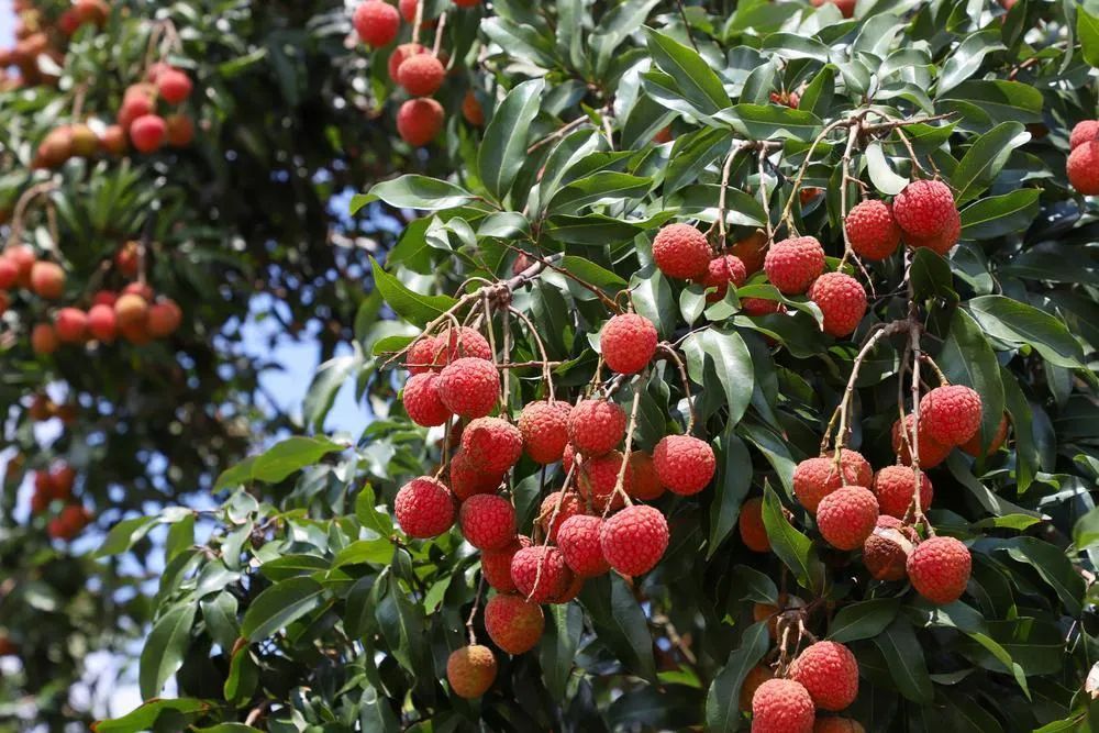 茂名ライチ。