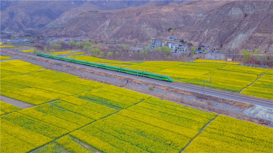 蘭渝線沿線に黃色い絨毯のように広がる菜の花畑（撮影?徐凌波）。