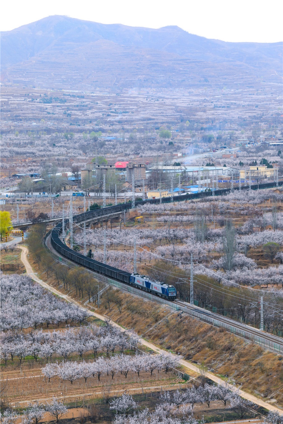 花の中を走り抜ける列車が美しい春の景色を演出