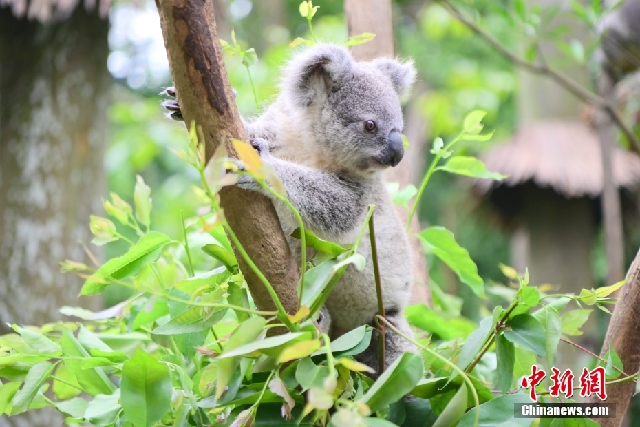 長(zhǎng)隆サファリパークの8代目となるコアラ「小葉子」（4月25日撮影?陳驥旻）。