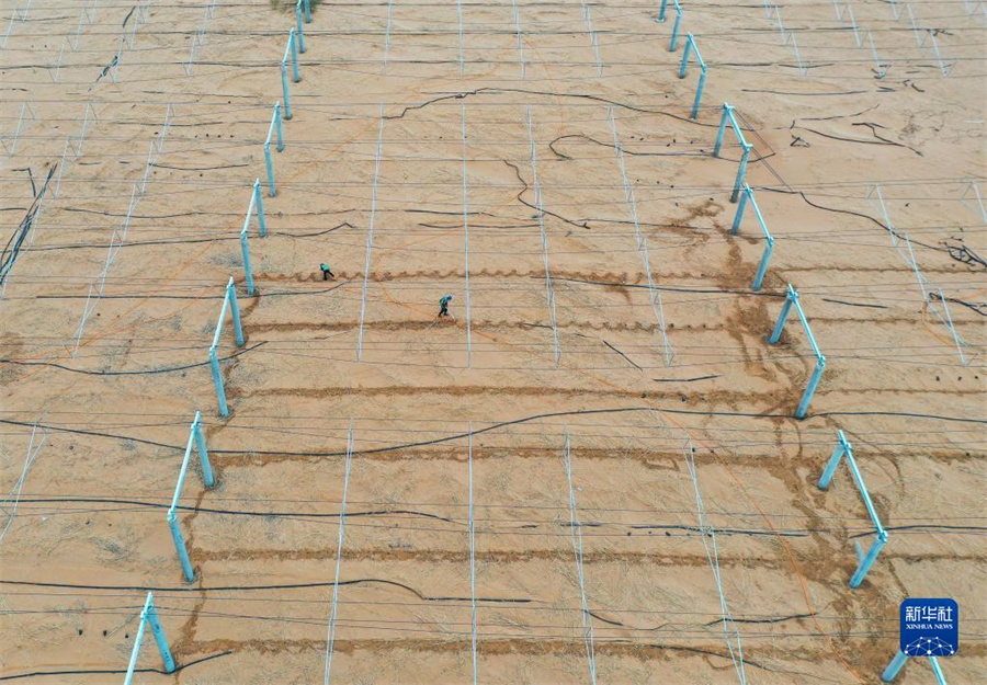 太陽光発電砂漠化対策拠點で植物を栽培　內(nèi)蒙古