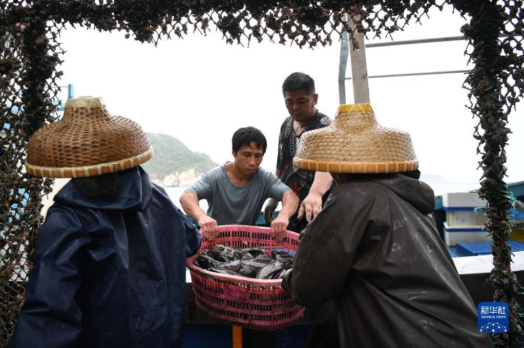 広東省が現(xiàn)代的「海洋牧場」の建設(shè)を推進(jìn)