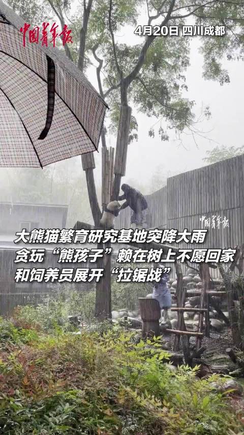 遊び足りない子パンダに飼育員もお手上げ？　四川省