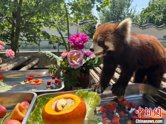 愛くるしいレッサーパンダの「合同誕生日會」　河南省洛陽