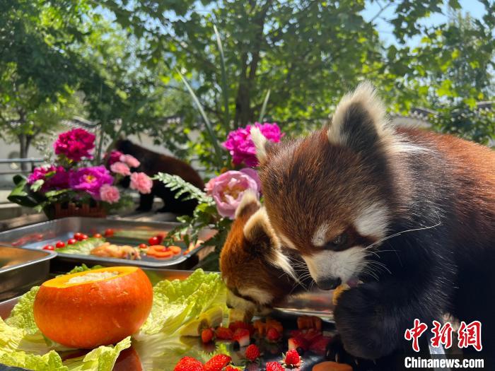 愛くるしいレッサーパンダの「合同誕生日會」　河南省洛陽