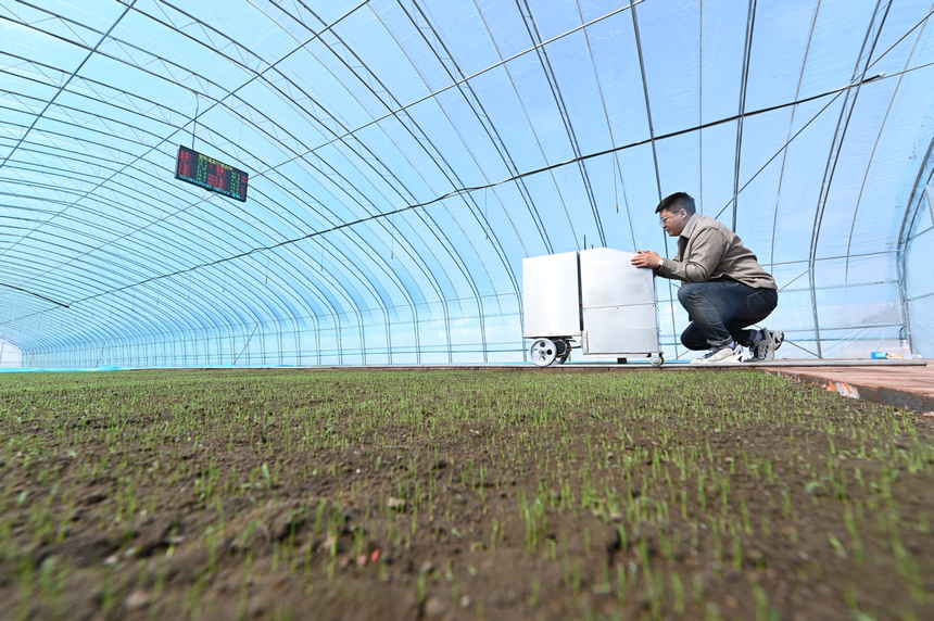 北大荒集団寶泉嶺支社の水稲育苗ではレール式の「形質(zhì)識別?生育狀況分析裝置」のテスト応用が行われている。（撮影?徐磊）