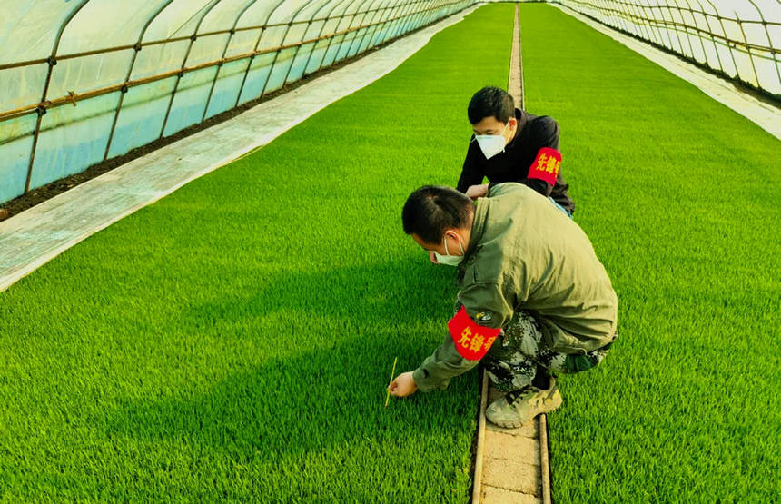 北大荒集団勤得利農(nóng)場有限公司の農(nóng)業(yè)技術者が田畑で指導する様子。（撮影?劉江）