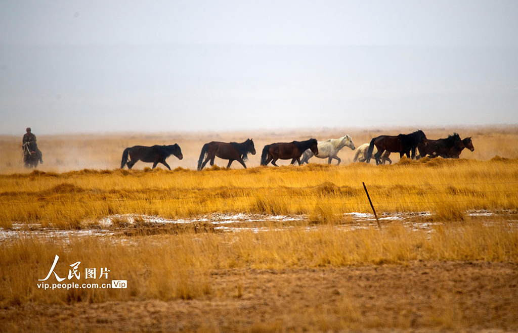 新たな牧場(chǎng)に移動(dòng)する馬の群れ（5月3日撮影?高宏善/寫真著作権は人民図片が所有のため転載禁止）。