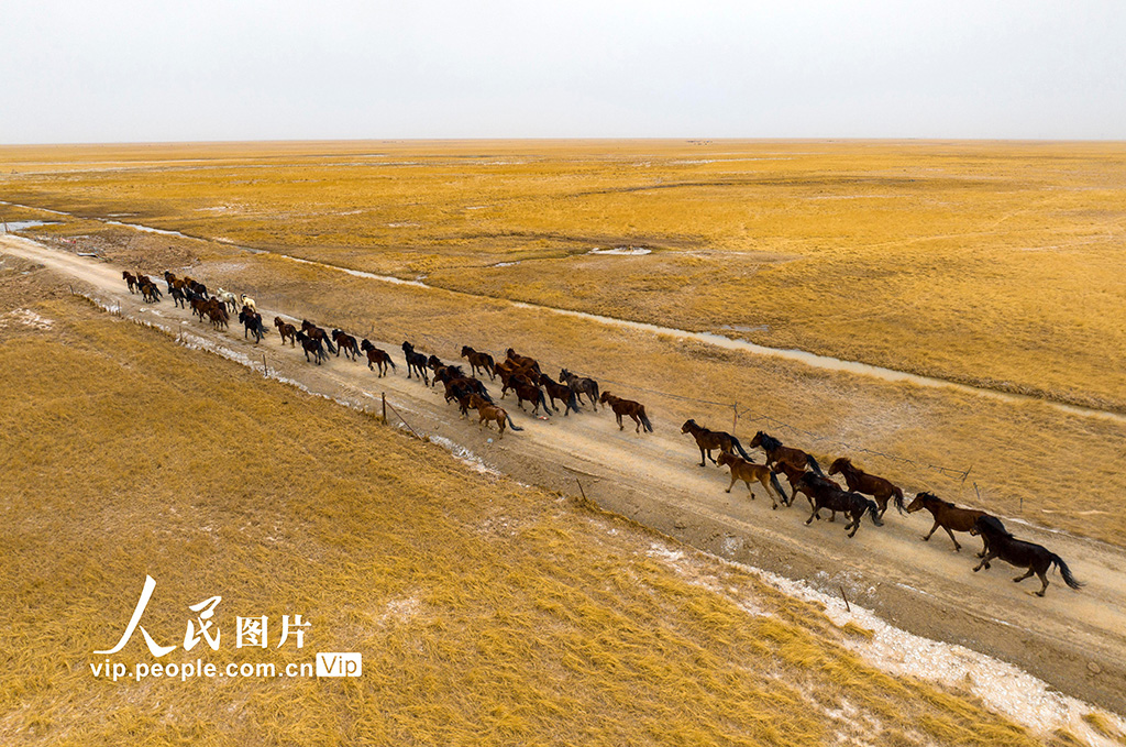 草原の生態(tài)環(huán)境保護(hù)目指し、牧場(chǎng)を移動(dòng)する牧民たち　甘粛省阿克塞