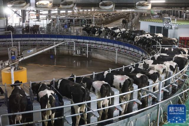 甘粛省の養(yǎng)牛場、「運動首輪」などAIデバイスの導入で効率が向上