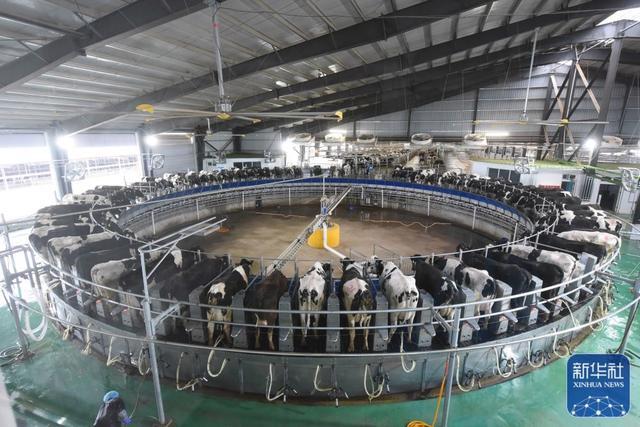 甘粛省の養(yǎng)牛場(chǎng)、「運(yùn)動(dòng)首輪」などAIデバイスの導(dǎo)入で効率が向上