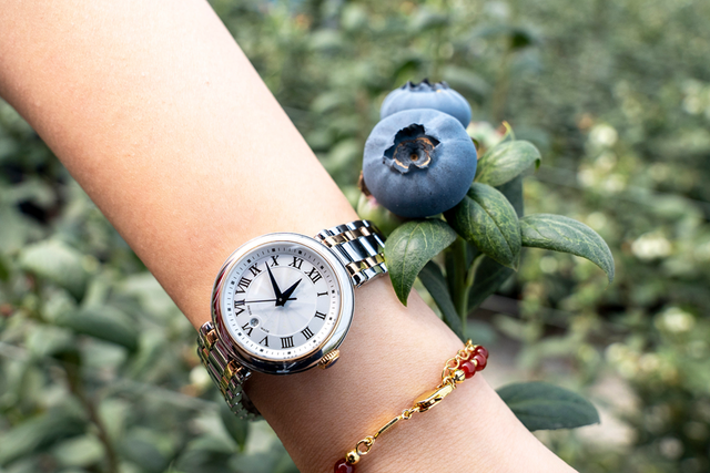 陳日遠氏のチームが研究開発した腕時計ほどのサイズの「南高シリーズ大ぶりブルーベリー」品種。