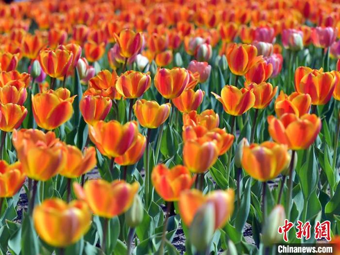 40數(shù)萬本のチューリップが咲き誇る吉林省の長春公園