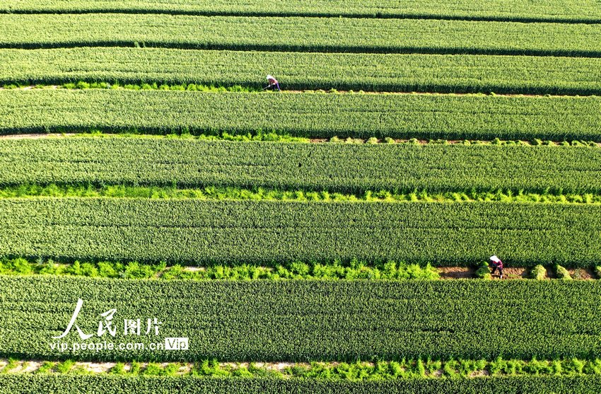 初夏の安徽省で農(nóng)作業(yè)に勵む人々