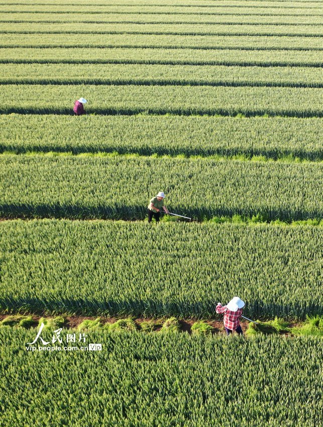 初夏の安徽省で農(nóng)作業(yè)に勵む人々