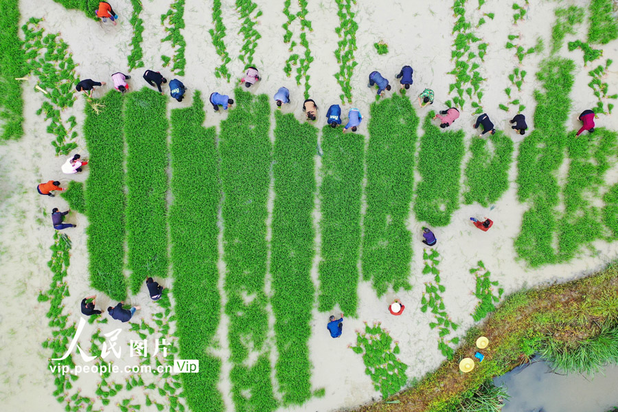 江西省吉安市遂川県大汾鎮(zhèn)螺汾村の水田で遅刈の田植えをする農(nóng)民（5月11日撮影?肖遠(yuǎn)泮/寫真著作権は人民図片が所有のため転載禁止）。