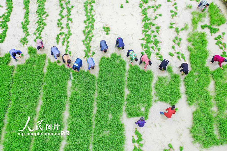 遅刈の田植えシーズン到來(lái)　江西省遂川