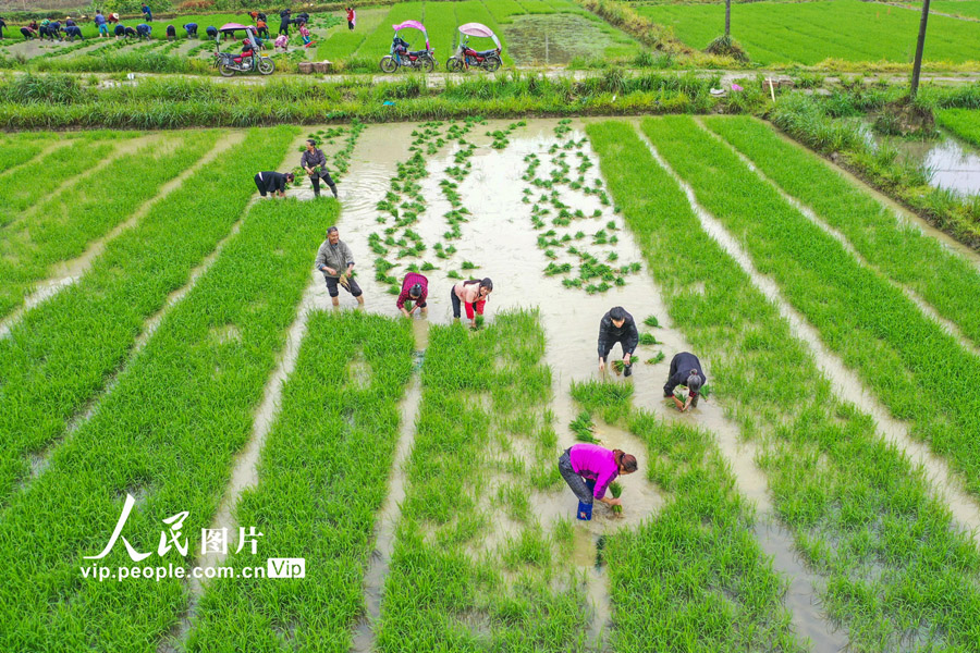 遅刈の田植えシーズン到來　江西省遂川