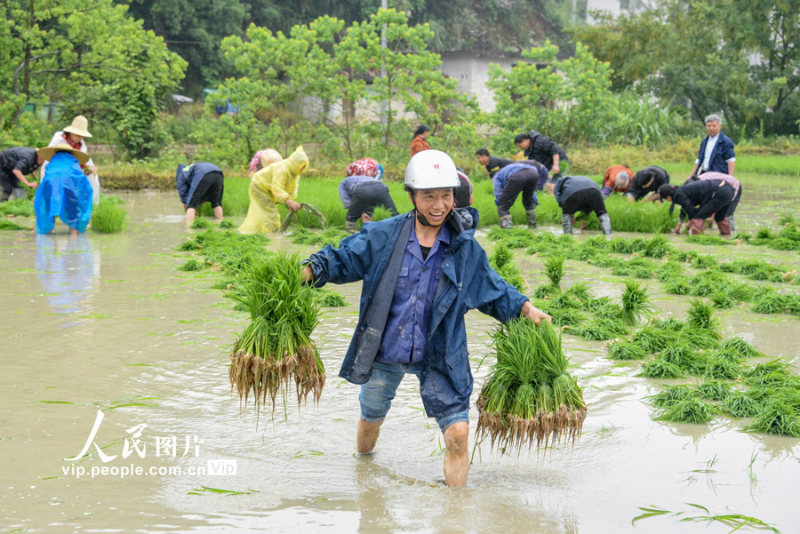 遅刈の田植えシーズン到來　江西省遂川