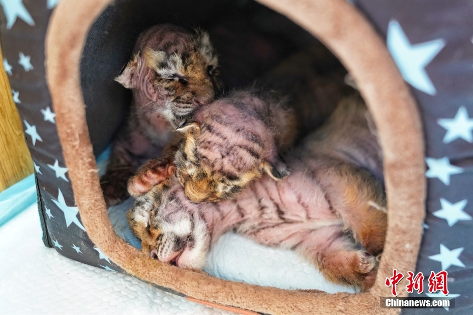 黒竜江東北虎林園で撮影された重なり合うように眠る3頭の赤ちゃんトラ（5月11日撮影?孫漢侖）。
