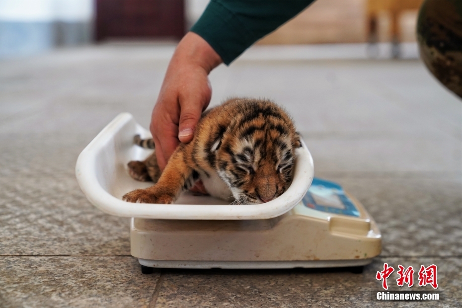 東北虎林園は可愛いトラの赤ちゃん14頭で大忙し？　黒竜江省