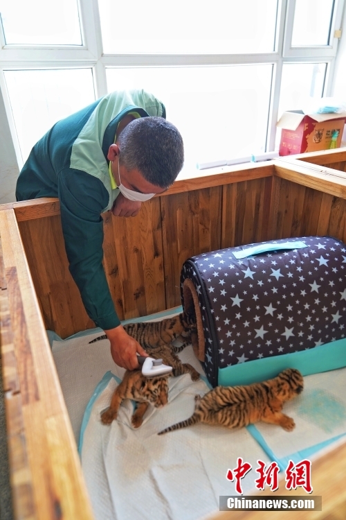 東北虎林園は可愛いトラの赤ちゃん14頭で大忙し？　黒竜江省