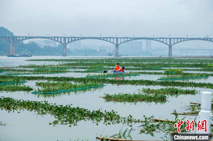 広西內(nèi)陸河川最大の人工魚(yú)の巣を空撮　サッカーコート6面分に相當(dāng)