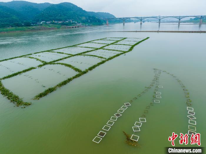広西內(nèi)陸河川最大の人工魚の巣を空撮　サッカーコート6面分に相當(dāng)