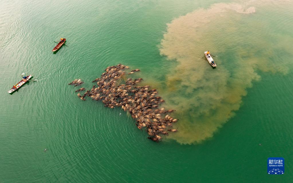 四川省南充市蓬安県相如鎮(zhèn)油房溝村の嘉陵江區(qū)間で、嘉陵江を渡る水牛の群れ（5月13日、ドローンによる撮影?周修建)。
