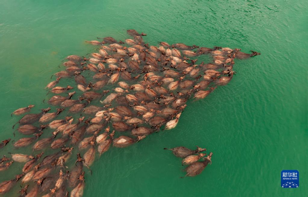 牛の群れが川を渡る「百牛渡江」の景観　四川省蓬安