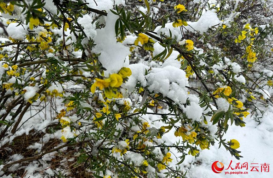 初夏を迎えている雲(yún)南に雪、彩り鮮やかな花と見(jiàn)事なコントラスト