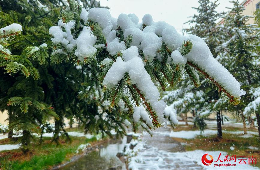 初夏を迎えている雲(yún)南に雪、彩り鮮やかな花と見事なコントラスト