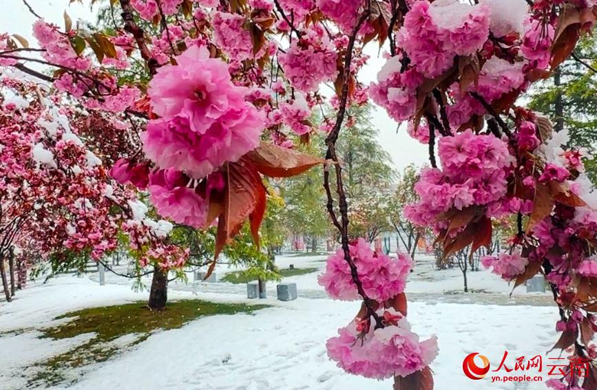 初夏を迎えている雲(yún)南に雪、彩り鮮やかな花と見事なコントラスト