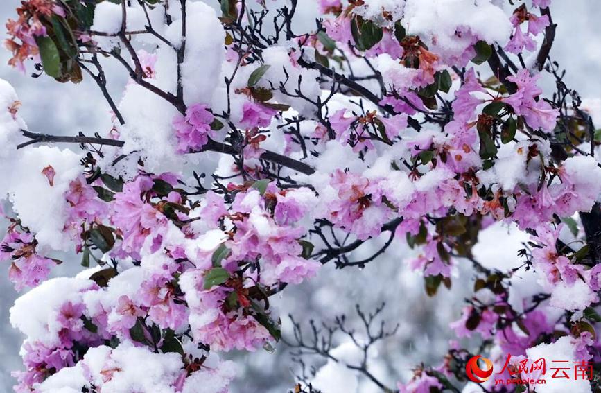 初夏を迎えている雲(yún)南に雪、彩り鮮やかな花と見(jiàn)事なコントラスト