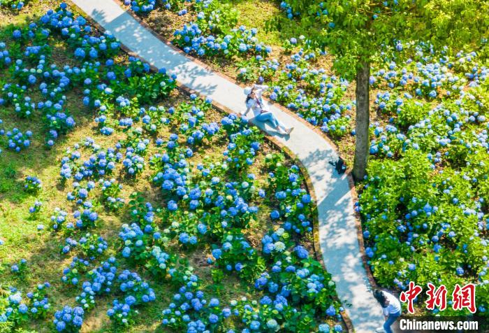 重慶市巴南區(qū)で、満開(kāi)を迎えたアジサイ（撮影?劉紀(jì)湄）。