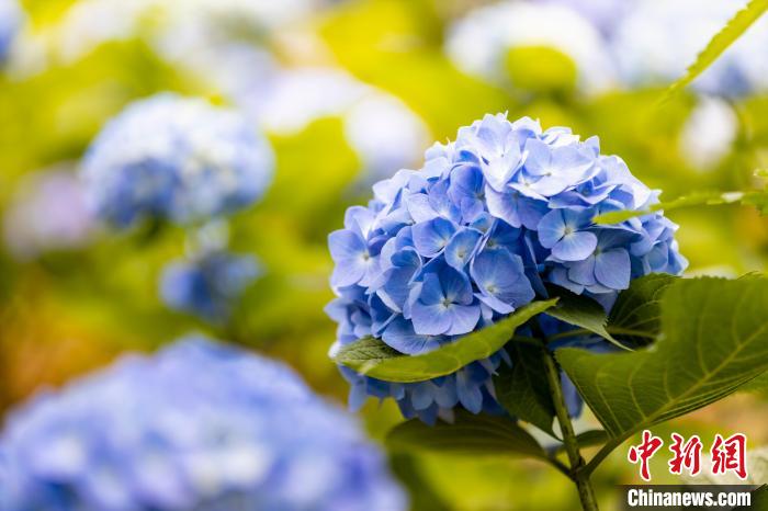 アジサイ50萬株が咲き誇る重慶市巴南