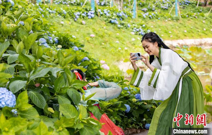 アジサイ50萬株が咲き誇る重慶市巴南