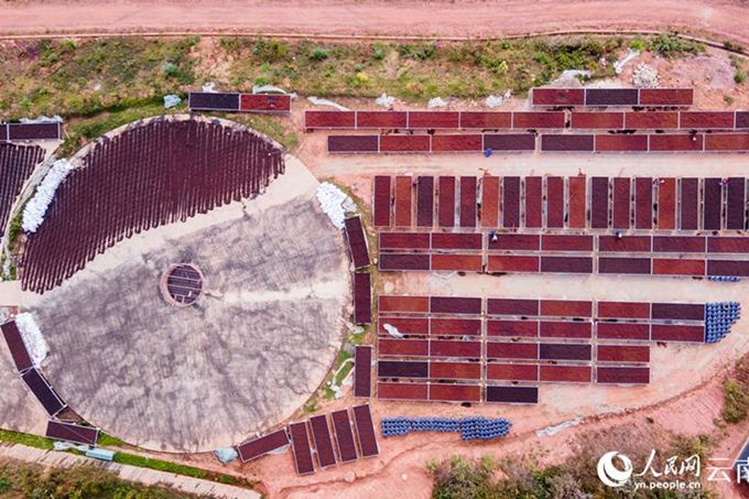 芒冒村のコーヒープランテーションで、コーヒー農(nóng)家がカカオを天日干しして乾燥させる様子。（撮影?虎遵會(huì)）