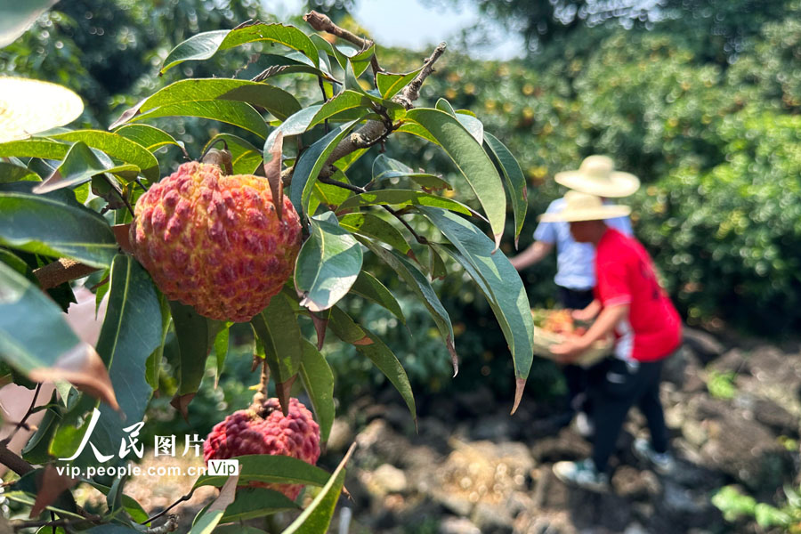 海南省?？谑行阌^(qū)永興鎮(zhèn)で、「火山ライチ」の収穫?出荷シーズンを迎え、「火山ライチ」の収穫に追われ、全國各地に出荷?販売するライチ農(nóng)家（5月22日撮影?王鵬雲(yún)/寫真著作権は人民図片が所有のため転載禁止）。