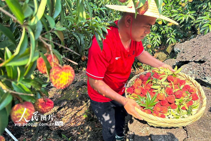 今年も収穫シーズンを迎えた「火山ライチ」　海南省?？?></a></td></tr><tr><td class=