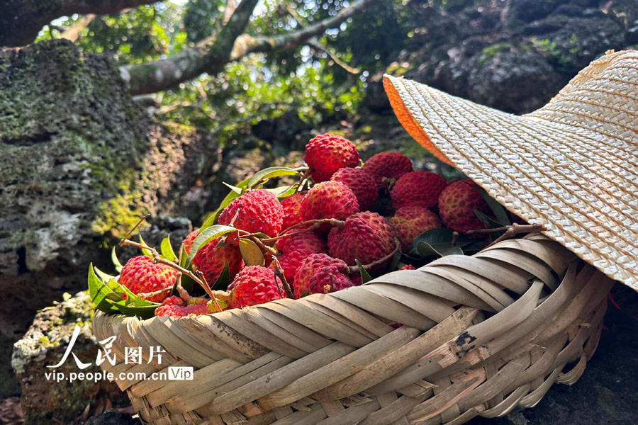 今年も収穫シーズンを迎えた「火山ライチ」　海南省海口