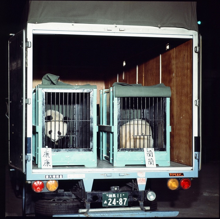 1972年10月28日、上野動(dòng)物園にやって來たパンダの「康康(カンカン)」と「蘭蘭(ランラン)」（寫真提供?公益財(cái)団法人東京動(dòng)物園協(xié)會(huì)）。