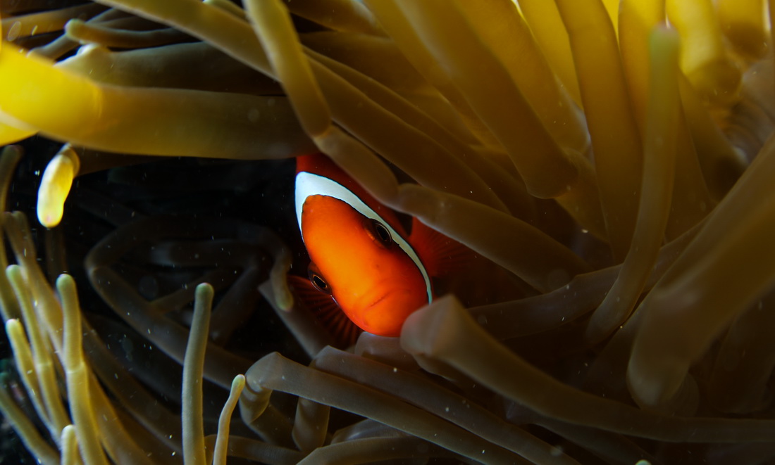 蜈支洲島海域海洋牧場で撮影されたカクレクマノミ（5月17日撮影?楊冠宇）。