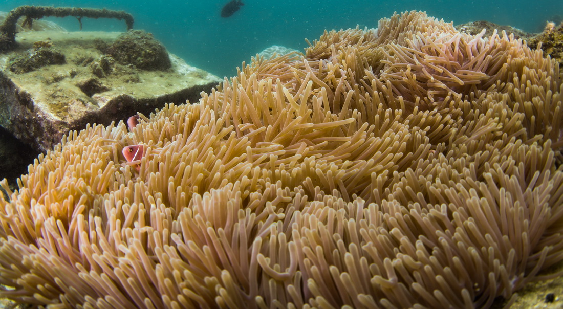 多種多彩な生物が生息する海南省三亜の熱帯海洋牧場
