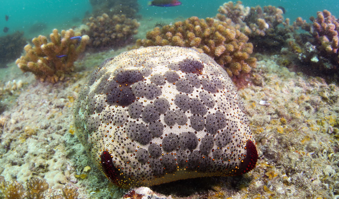 多種多彩な生物が生息する海南省三亜の熱帯海洋牧場