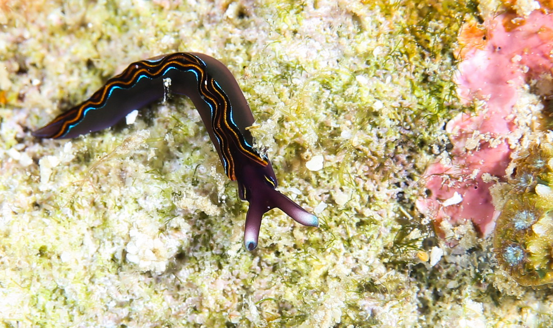 多種多彩な生物が生息する海南省三亜の熱帯海洋牧場(chǎng)