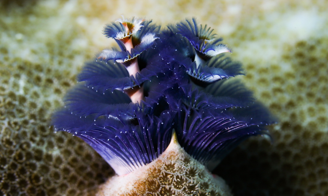 多種多彩な生物が生息する海南省三亜の熱帯海洋牧場